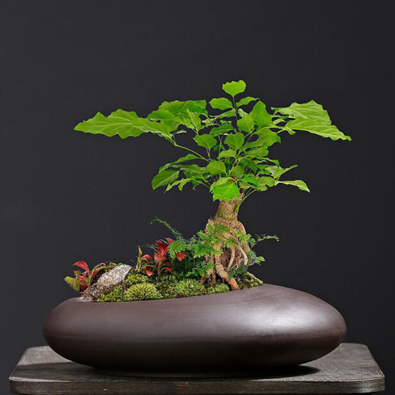 Vaso de plantas em argila roxa - Tagine Clay Pot avaliação e preço