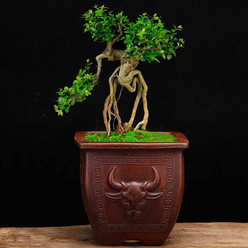 Chinês Antique Purple Clay Pot - Tagine Clay Pot avaliação e preço